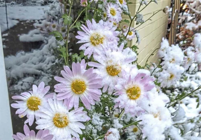 Chrysantemen winterhart im Schnee