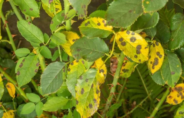gelbe Blätter sind ein Anzeichen für Läusebefall