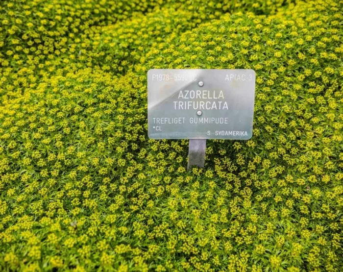 blühendes Andenpolster - Azorella trifurcata 