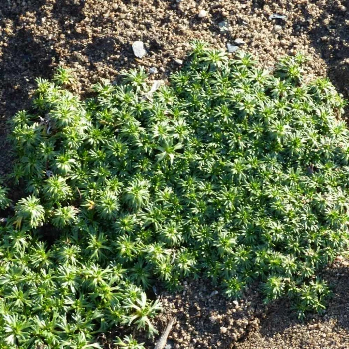 Polsterstaude - Azorella trifurcata im Garten 