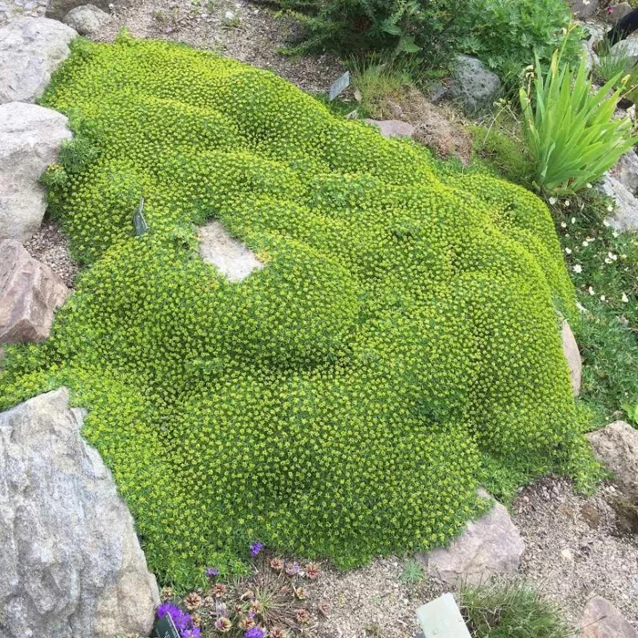 Andenpolster Azorella trifurcata als immergrüner Bodendecker 