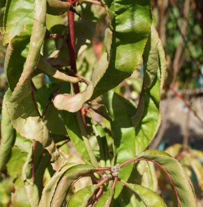 Pfirsichbaumblätter mit Kräuselkrankheit