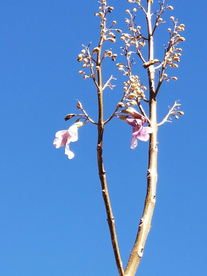 Blauglockenbaum Asrt mit Blüteknospen 