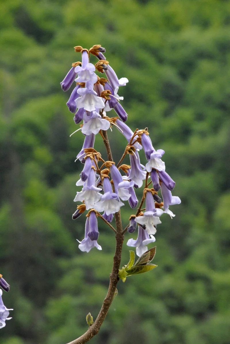 Blauglockenbaum - Blüten von Paulownie 