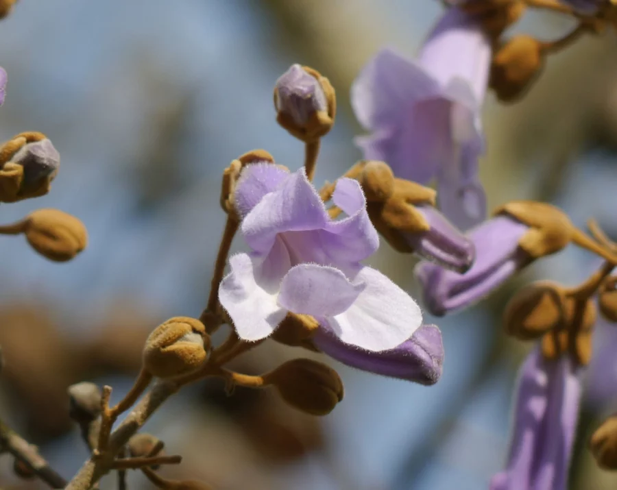 Blauglockenbaum Bilder: Zeichnen lernen mit der Schönheit des Blauregens