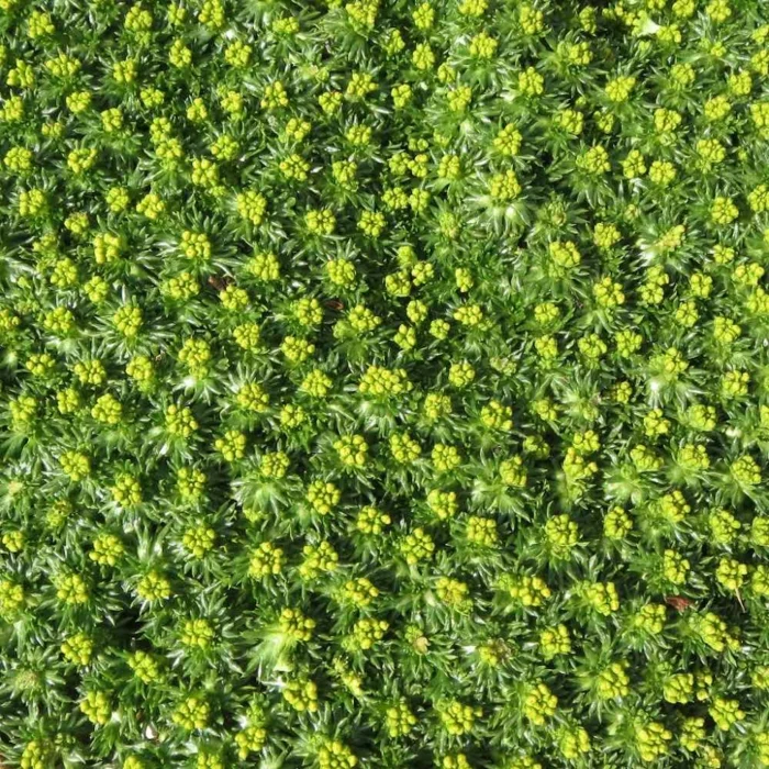 Polsterstaude Azorella trifurcata mit gelben Blüten 