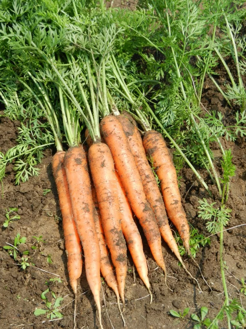 Gemüse im Herbst pflanzen - Karotten anbauen