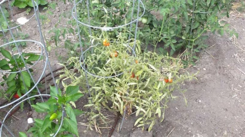 Tomatenpflanzen mit gekräuselten Blättern