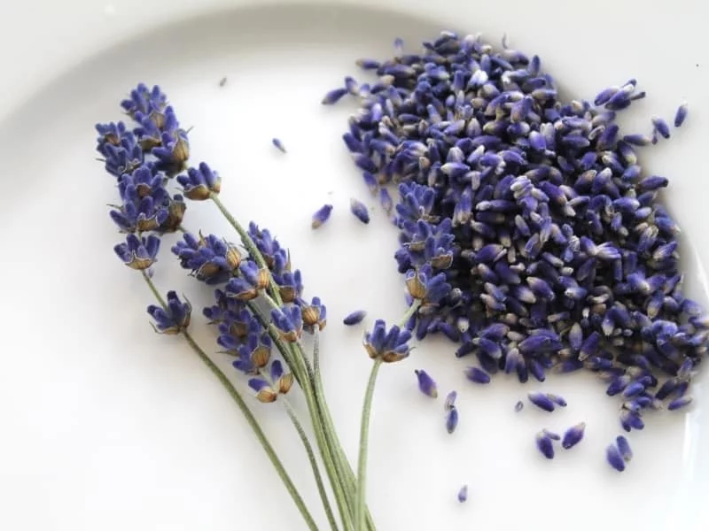 Lavendel vermehren - Vermehrung durch Samen
