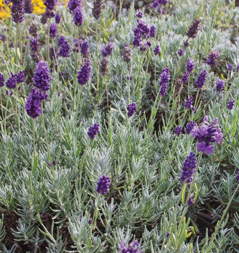 Lavendel vermehren und pflegen - Lavendel im Gartenbeet