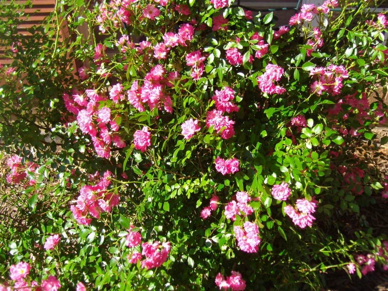 Rosenstrauch mit schönen Blüten in Rosanuancen