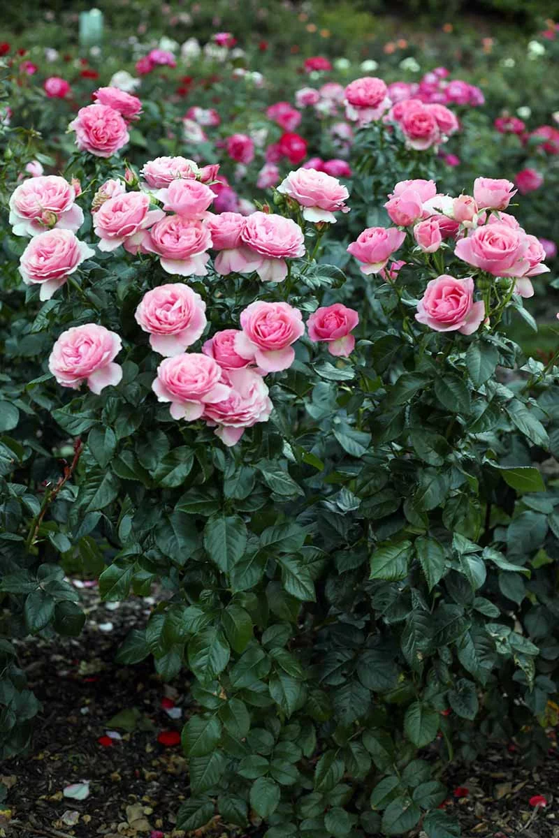 Rosen vermehren im Wasserglas - Rosenstrauch mit Blüten in Rosa