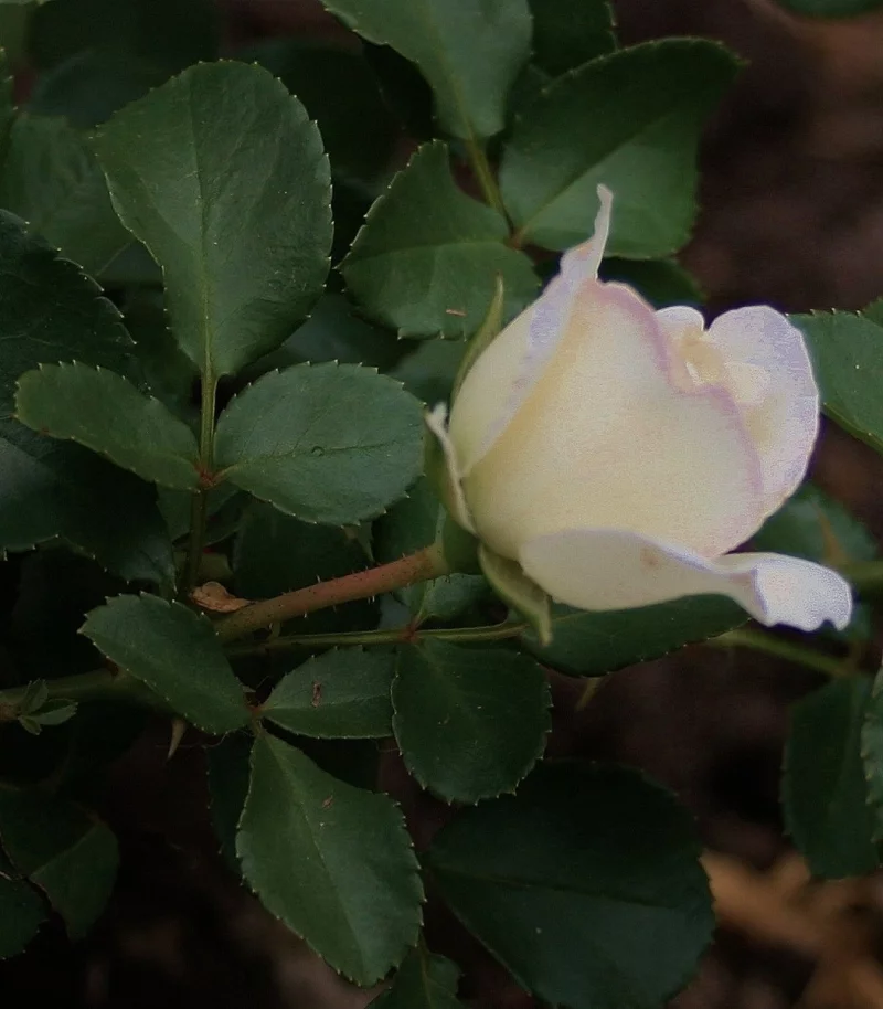 Rose mit weißer Blüte 