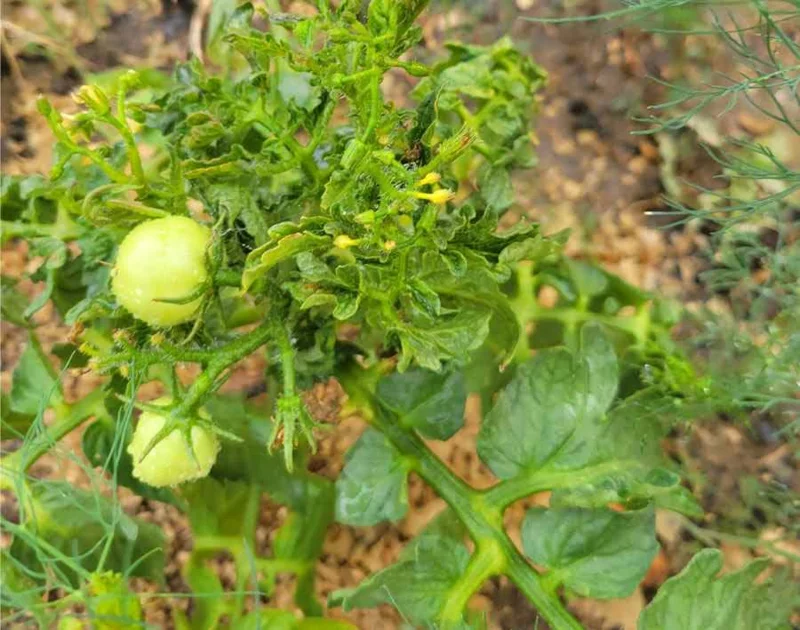 Tomatenpflanze mit kleinen grünen Tomaten und gekräuselten Blättern 