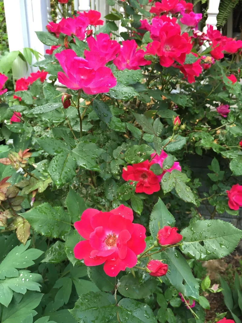 Gartenbeet mit Rosen mit Blüten in krassem Rosa