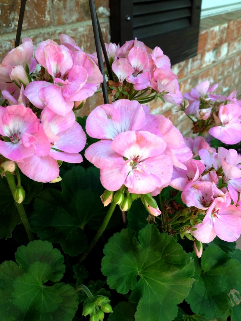 winterharte Pflanzen für Kübel - Storchschnabel mit rosafarbenen Blüten