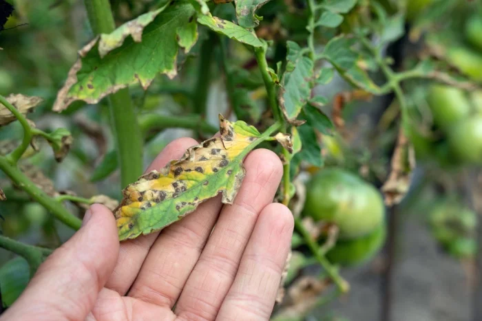  Ursache für gelbe Blätter - Pilzinfektion oder Schädlinge an den Gemüsepflanzen