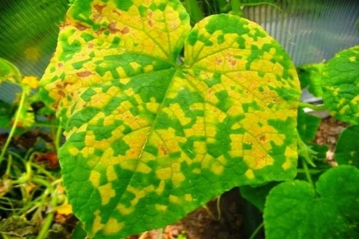 Gurken gelbe Blätter - Gurkenmosaikvirus verfärbt die die grünen Blätter