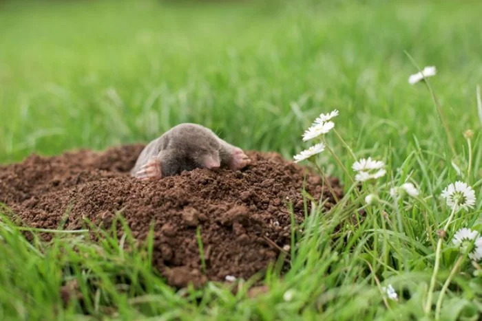 StopMole Lösung gegen Maulwürfe ein kleines Tier auf dem ausgegrabenen Hügel