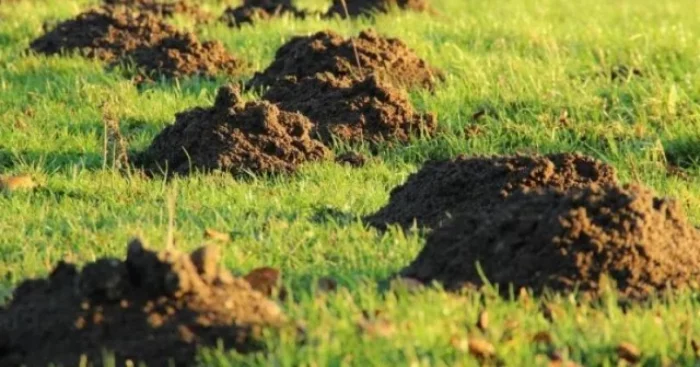 StopMole gegen Maulwürfe – wegen der Maulwurfhügel sieht der grüne Rasen schlimm aus