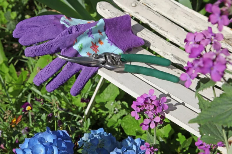 Verblühte Hortensien schneiden mit Gartenschere und Handschuhen arbeiten