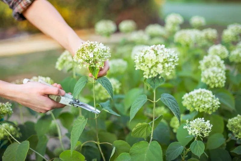 eine Frau schneidet weiße Hortensien mit einer Gartenschere