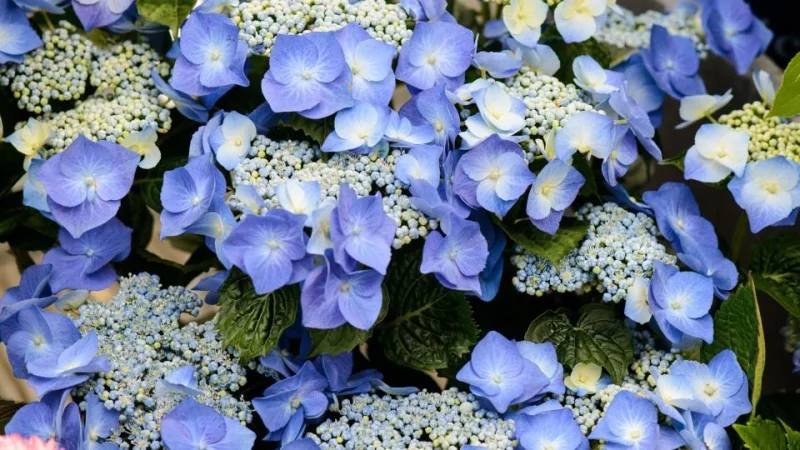 Verblühte Hortensien schneiden –blaue Rispen sind eyecatching