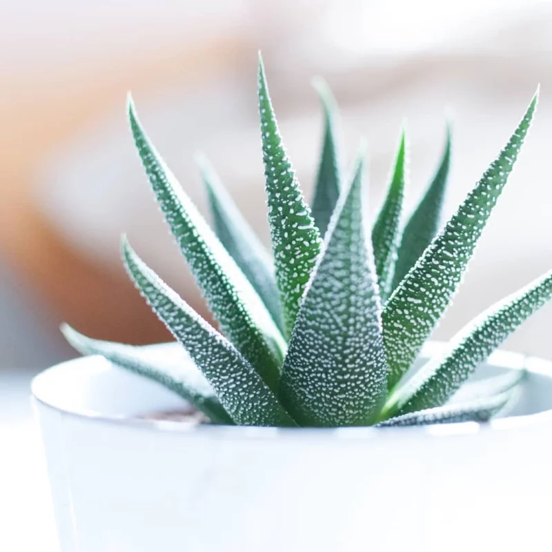 Aloe Vera Heilpflanze symbolisiert Gesundheit Bedeutung der Zimmerpflanzen