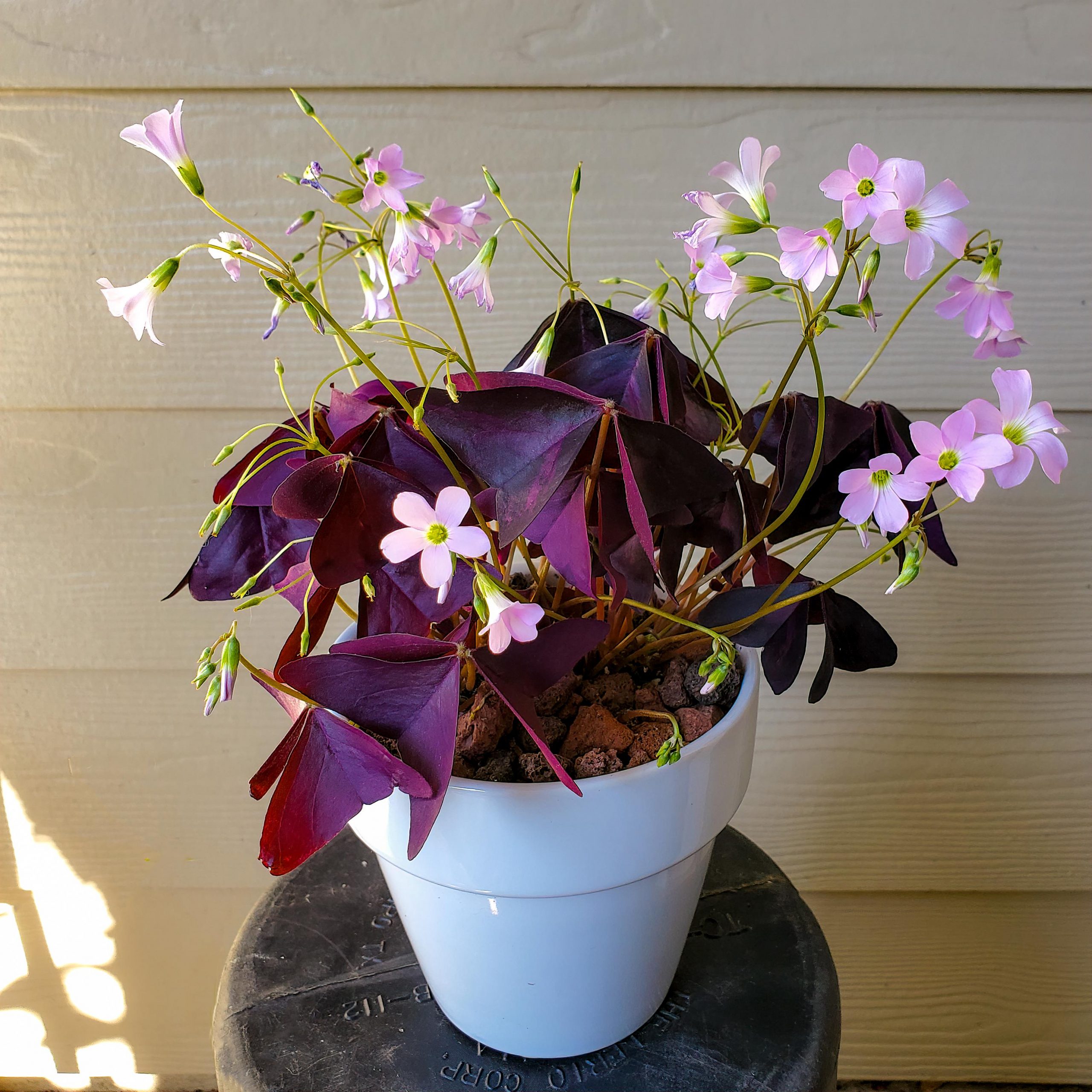 Bedeutung der Zimmerpflanzen Glücksklee mit zarten rosa Blüten