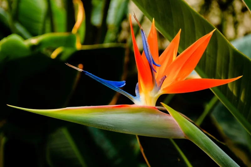 Bedeutung der Zimmerpflanzen die Papageienblume symbolisiert Einzigartigkeit