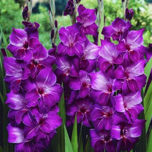 Gladiolen mit lila Blüten setzen Akzente im Garten