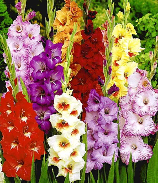 Gladiolen pflanzen Blütenstängel in verschiedenen Farben