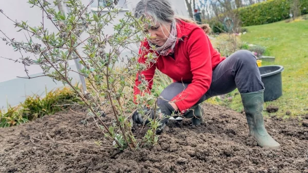 Professioneller Gärtner - eine Frau pflanzt neue Bäume und Sträucher 