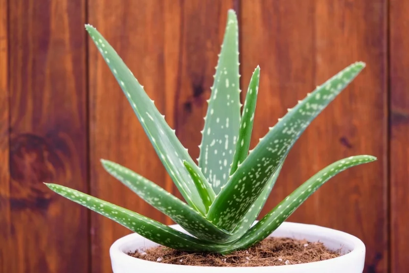Symbolik der Zimmerpflanzen Aloe Vera langbewährte Heilpflanze