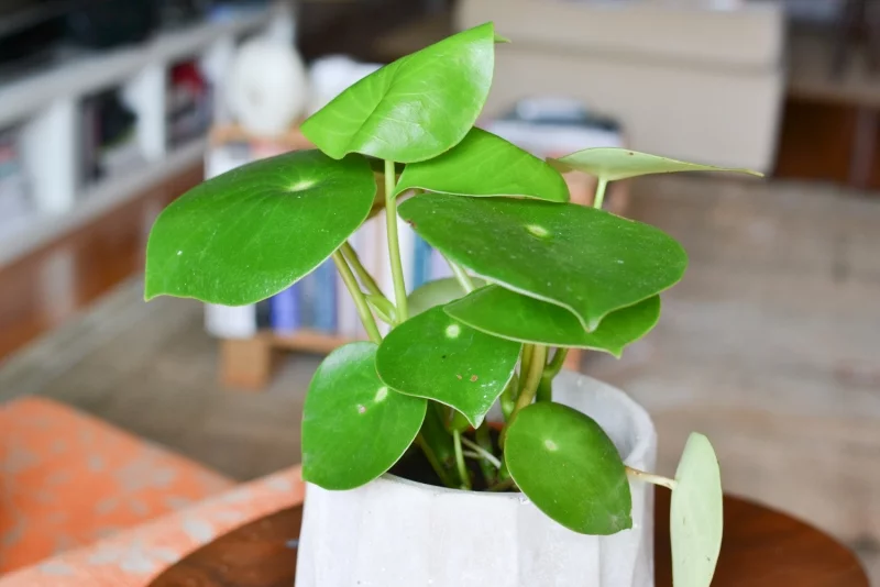 Symbolik der Zimmerpflanzen Pilea hat grüne Blätter wie kleine Taler
