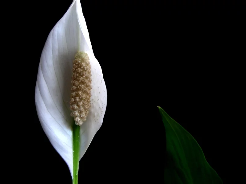 Symbolik der Zimmerpflanzen die zarte weiße Blüte der Friedenslilie