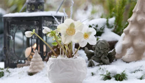 Weiße zarte Blüten der Christrose im Topf Winterdeko Ideen für draußen