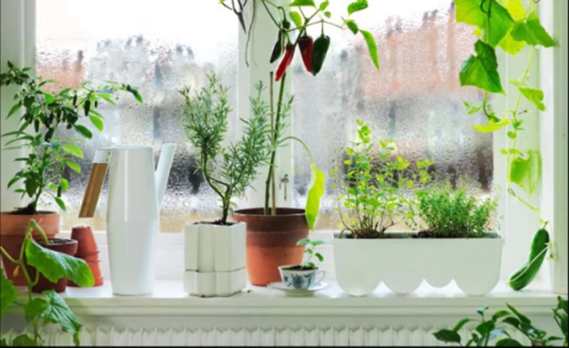 Kondenswasser am Fenster viele grüne Zimmerpflanzen am Fensterbrett
