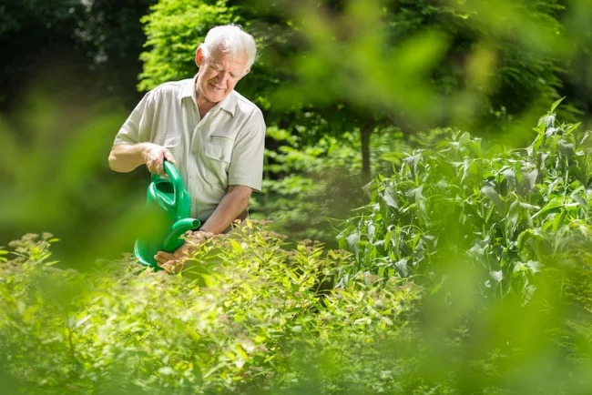 Alter Mann beim Gießen mit Gießkanne - pflegeleichten Garten gestalten