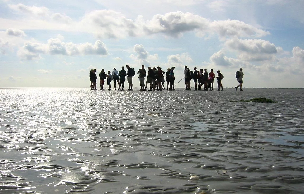  Urlaub in den Niederlanden Wattenmeer eine Wattwanderung unternehmen an der Nordseeküste