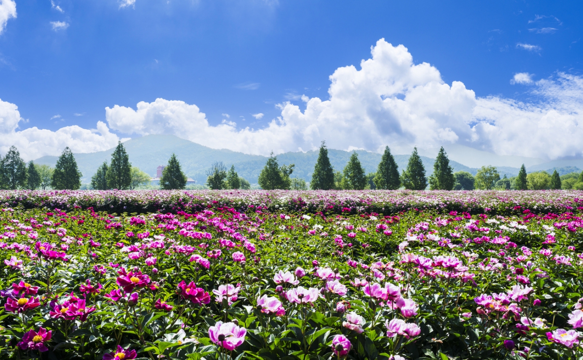 Ein Blütenmeer von rosa blühenden Pfingstrosen