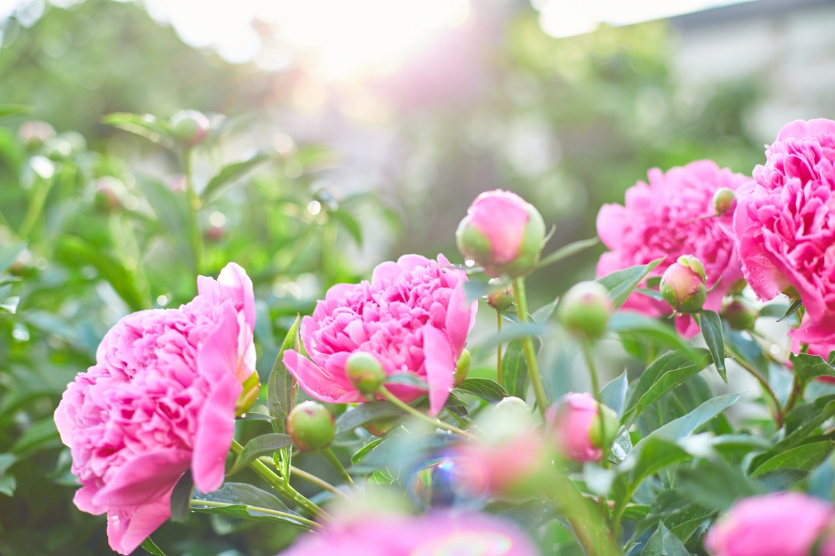 Pfingstrosen mit rosa Blüten im Garten 