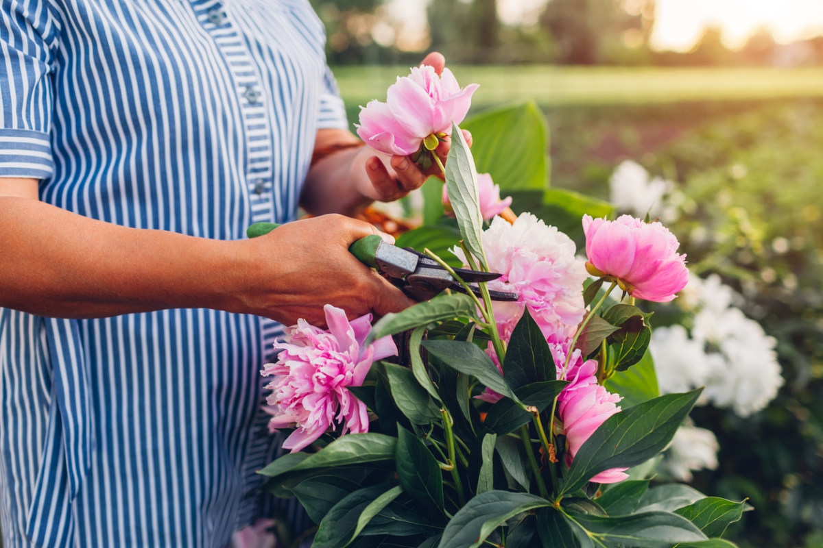 Pfingstrosen schneiden für einen Blumenstrauß in der Vase