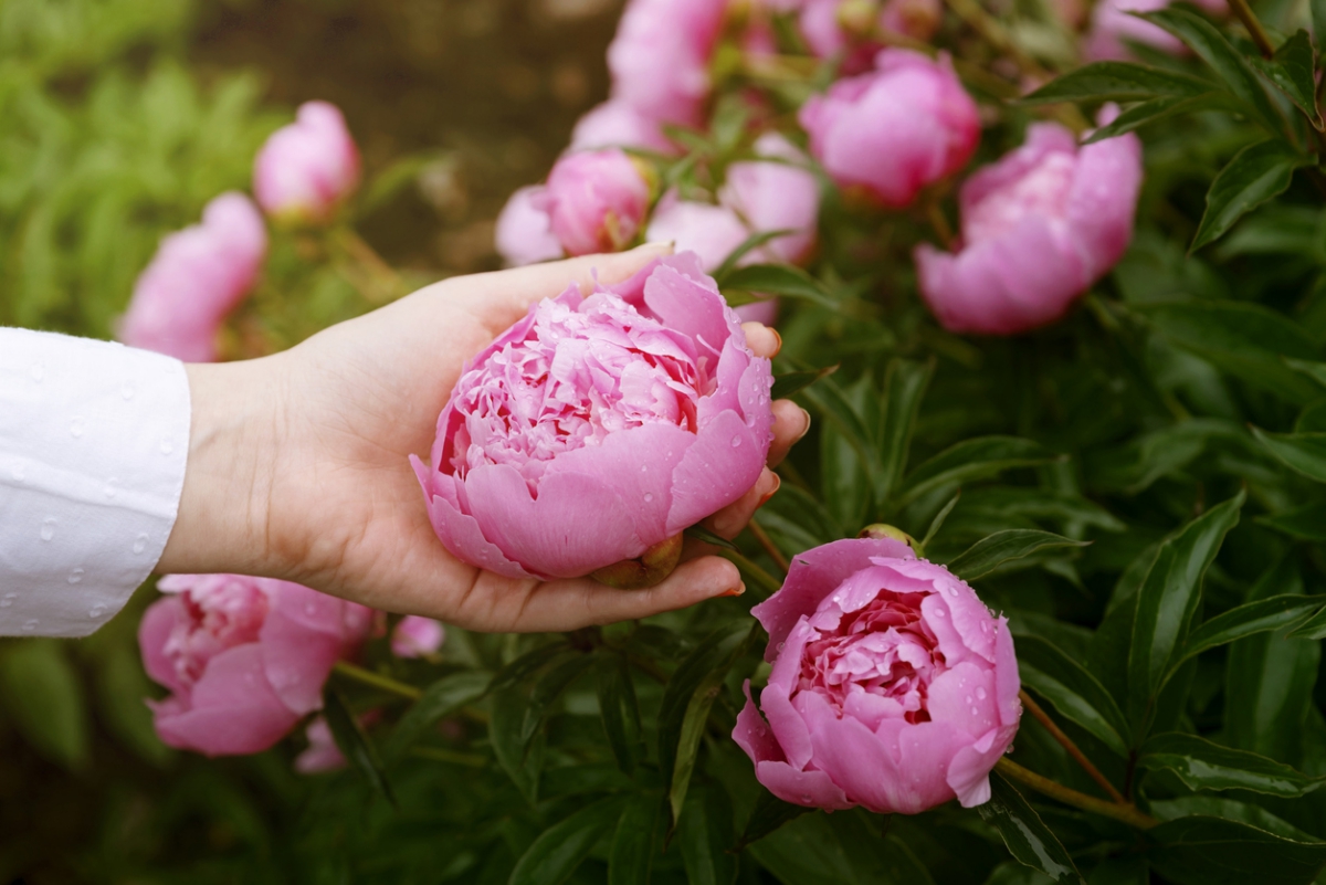 Pfingstrosen mit schönen rosa Blüten und angenehmem Duft