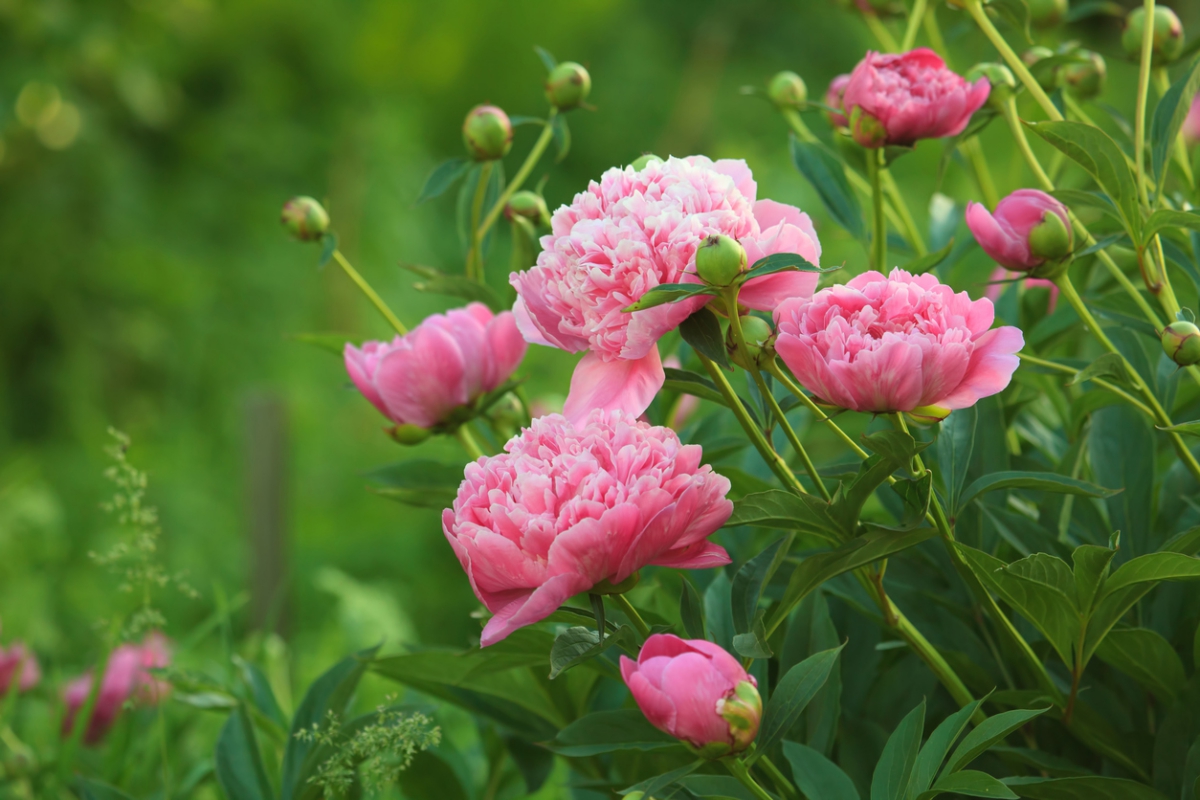 rosa Pfingstrosen im Garten - schöbe Blüte