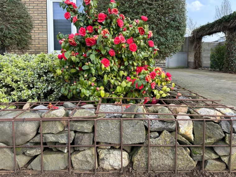 herrliche Blüten und Gabionenwand im Vorgarten