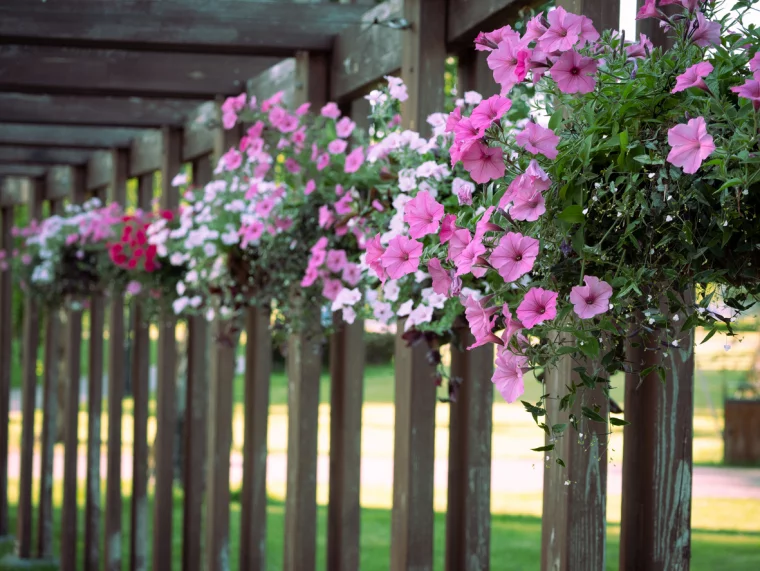 schön blühende Pflanzen in Weiß Rosa und Violett