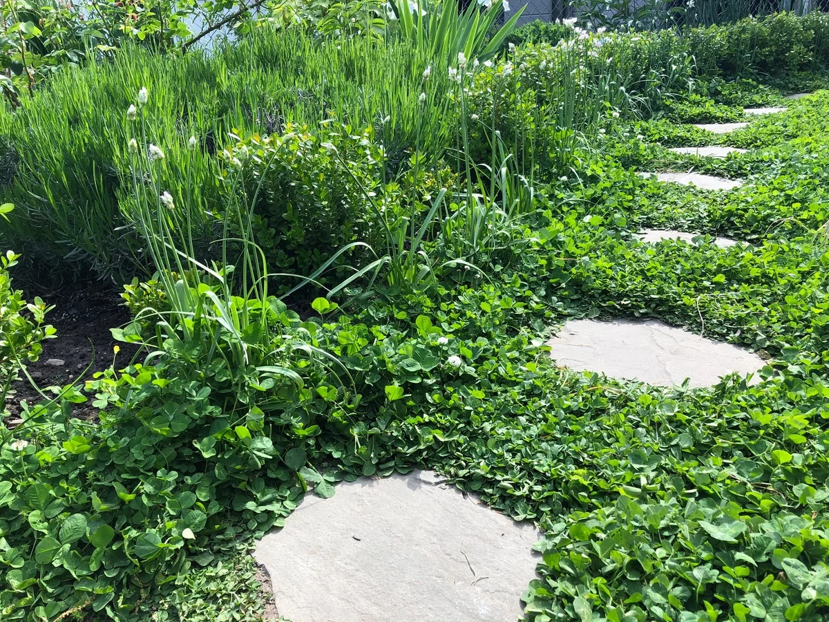 Trittsteine Garten und grüner Bodendecker auf dem Gartenweg