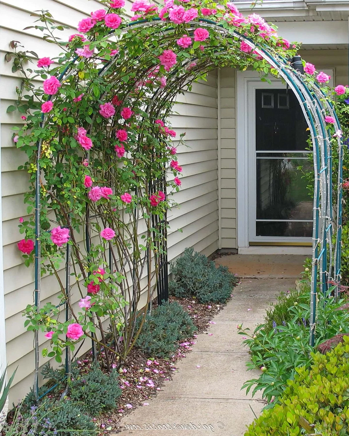 Rosenbogen vor dem Hauseingang im Vorgarten