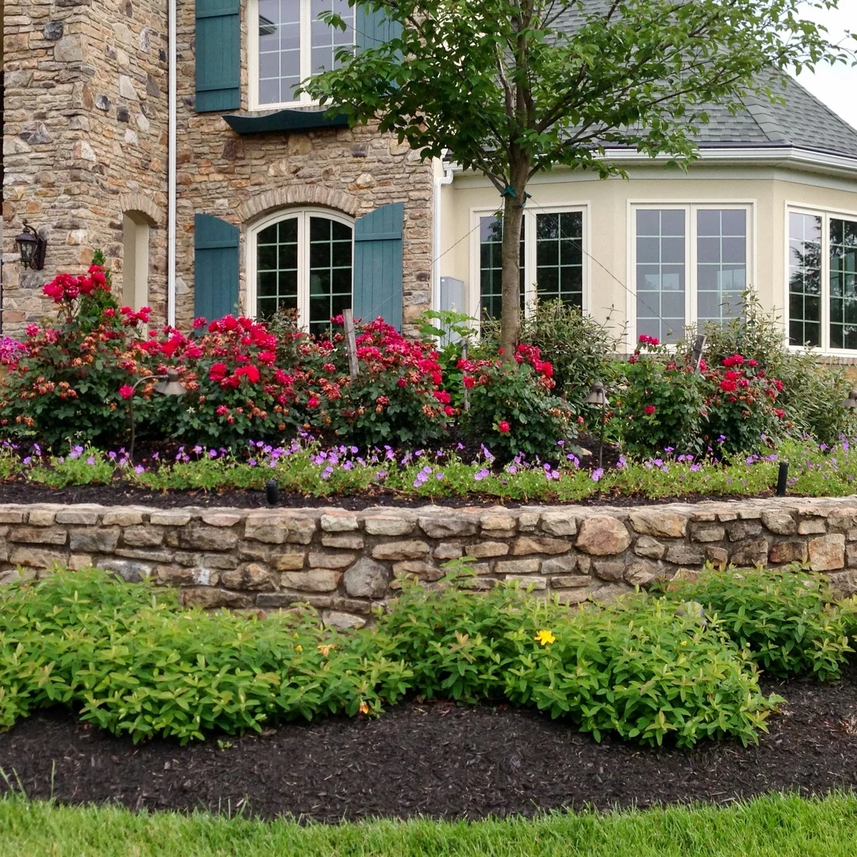 rote Rosen schmücken den Garten vor diesem alten Haus